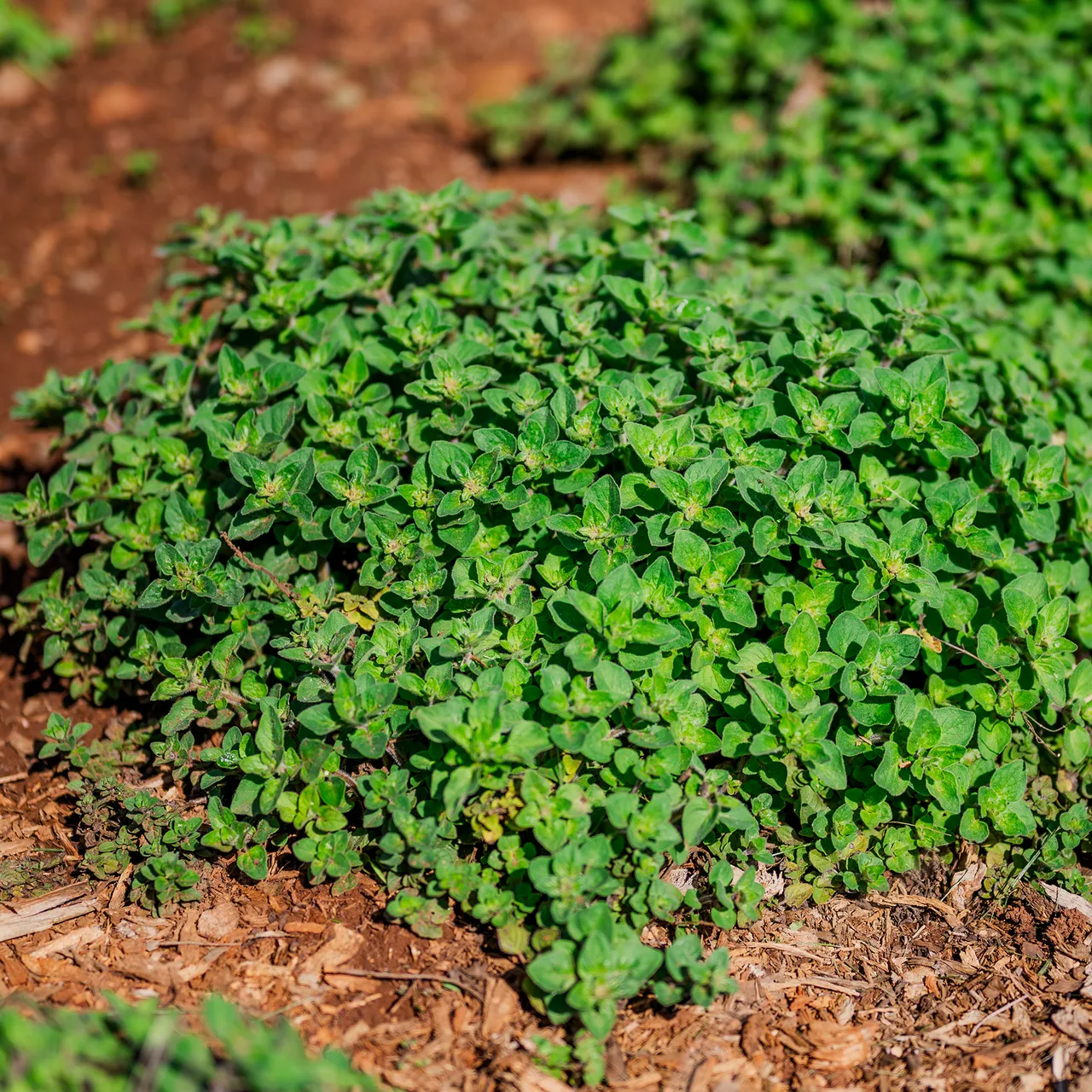 Greek Oregano Seeds (Origanum vulgare subsp. hirtum)