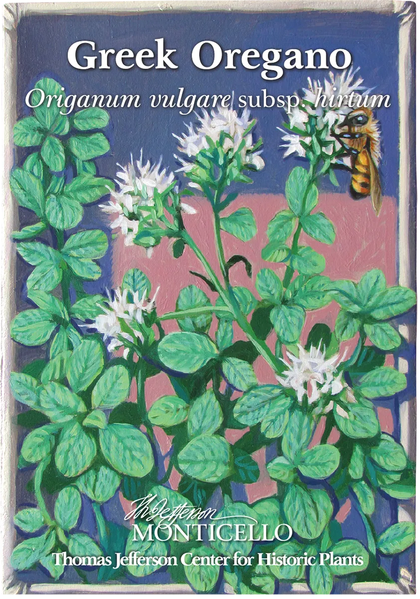 Greek Oregano Seeds (Origanum vulgare subsp. hirtum)