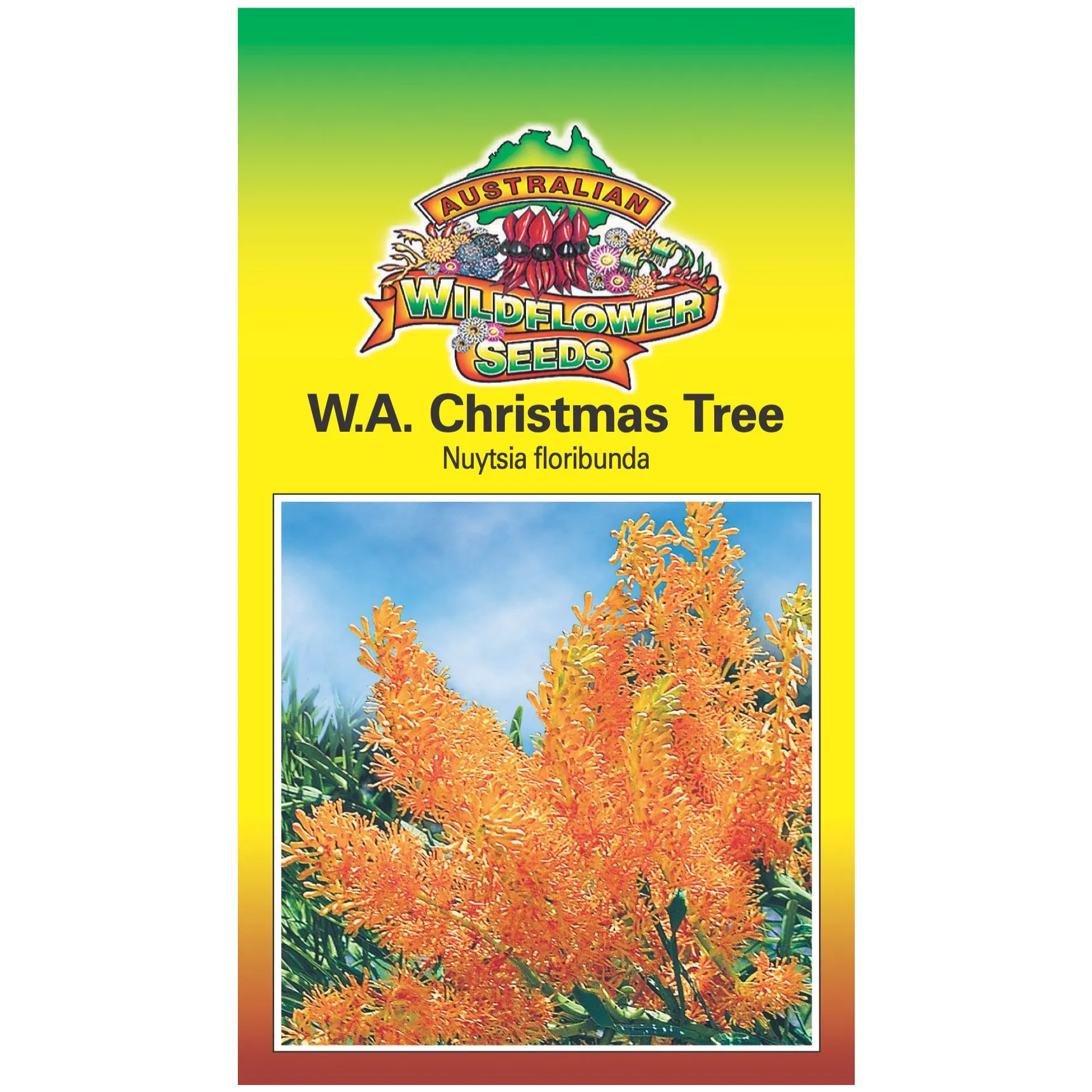 Western Australian Christmas Tree Seeds