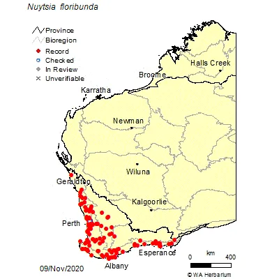 Western Australian Christmas Tree Seeds